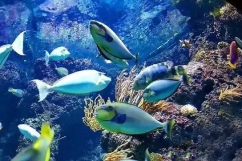 梦境探秘,梦见自己变成大鱼追逐小鱼的深层含义 梦境探秘,梦见自己变成大鱼追逐小鱼的深层含义