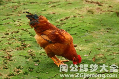 周公解梦梦见鸡，揭秘梦境中的吉祥预兆与深层含义