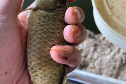 做梦梦见泥鳅鱼，探寻梦境背后的深层含义