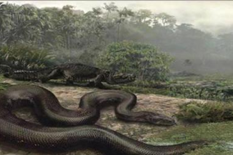 做梦梦到蛇代表什么，深入解析梦境中的神秘生物