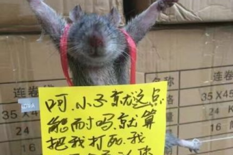 梦见踩老鼠的脖子，寓意与解析