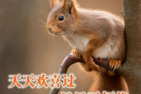孕妇梦境中的微妙启示，杀鼠未果的深层寓意与心理解析