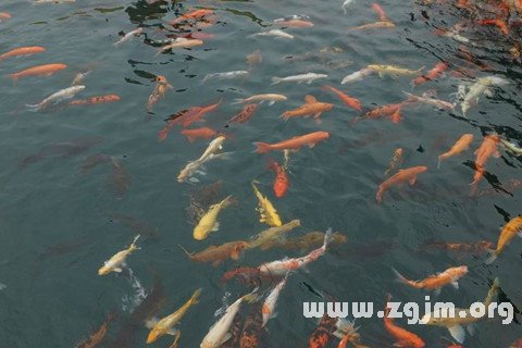 周公解梦，梦见河里有鱼，寓意富贵有余，好运连连
