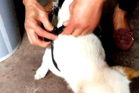 梦境解析，为何梦见被狗咬伤腿并出血？