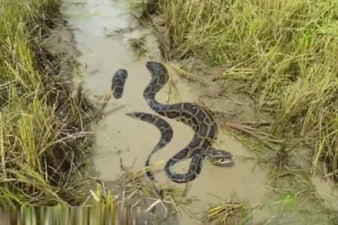 梦境解析，梦见禾苗田里二条蛇在游——寓意与解读