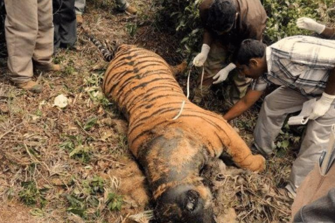 梦境解析，为何会梦到死去的蛇头和身体交配？
