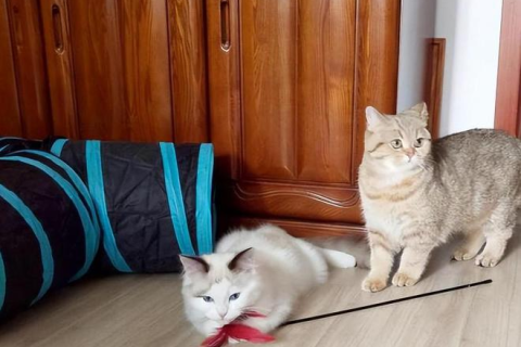 梦见自己杀死了一只猫然后一群猫攻击，探索潜意识中的冲突与自我救赎