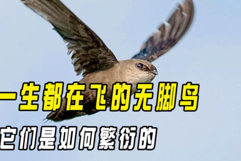 梦见小鸟飞在天上追自己，探索梦境背后的深层含义