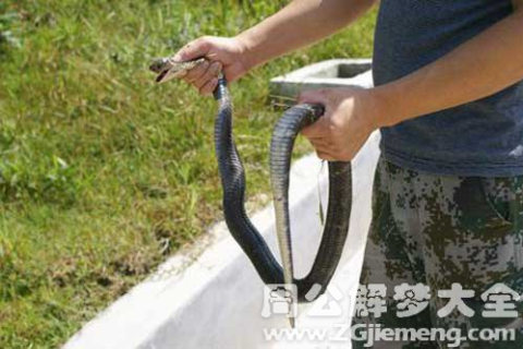 梦见抓到两条蛇，梦境背后的深层含义与解析