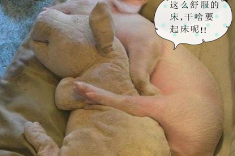 梦境解析，探索我昨天晚上睡觉的时候梦到蛇的深层含义