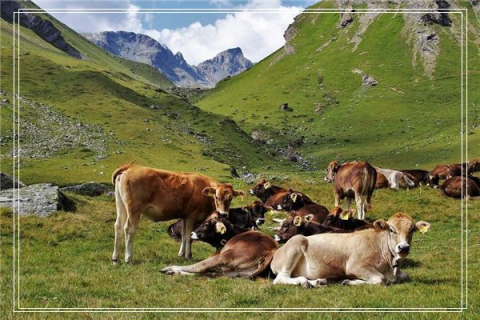 做梦梦见老鼠,梦境背后的深层含义与解析 做梦梦见老鼠,梦境背后的深层含义与解析