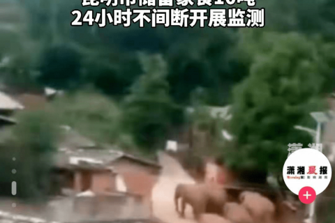 周公解梦，旅游中的冲突与无力感——解析打架打不到的梦境