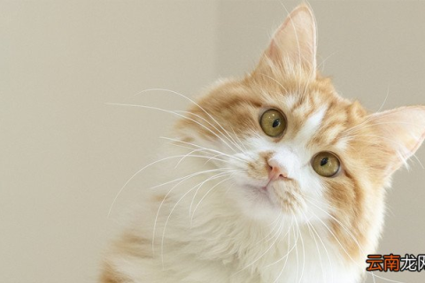 梦到死去的猫复活，是心灵深处的呼唤，还是潜意识的隐喻？
