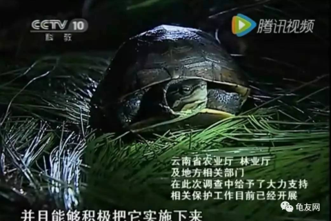 梦见好多乌龟，探寻梦境背后的深层含义与启示