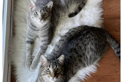 梦见猫上房梁，解读梦境中的神秘信号