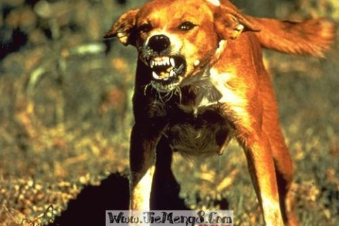 梦见犬咬人打死了犬，梦境背后的深层含义与心理解析
