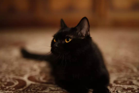 梦见很多黑猫在路中站着的预兆，探索梦境中的神秘信号