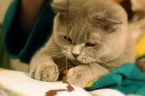 梦到被猫抓了脸，探索梦境背后的深层含义与心理解析