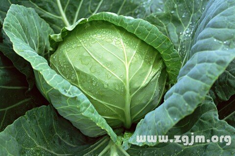 周公解梦梦见青菜，探寻梦境背后的深层含义