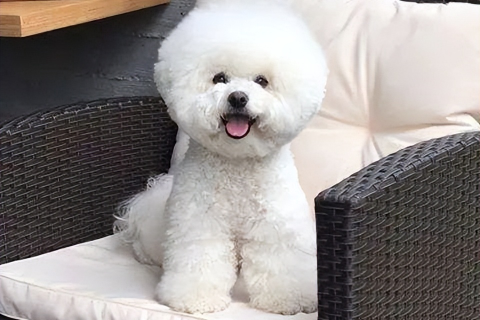 梦到两只狗是怎么回事，探索梦境中的双犬象征与心理解析