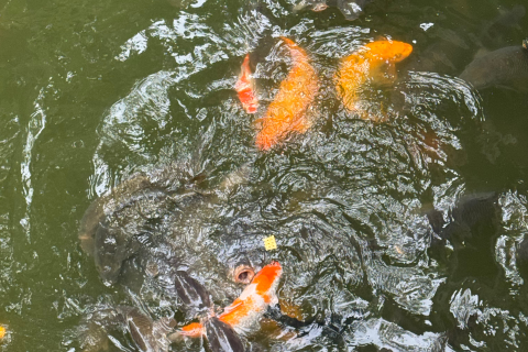 昨晚梦见一群大乌龟来追着咬我，还有大鲤鱼也要来咬我——这梦怎么解？