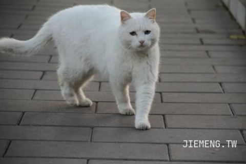 梦见一只白色的猫猫，探寻梦境中的纯洁与好运