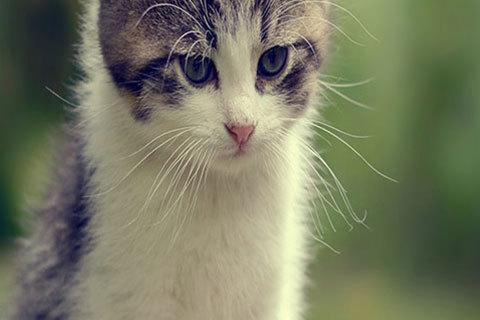 梦见白色的猫，解读梦境中的神秘象征