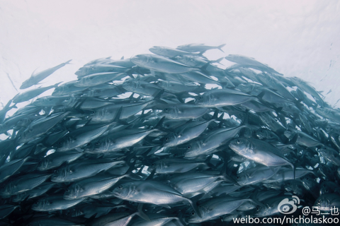 周公解梦，海面上结冰，鱼群潜藏，梦境背后的深意解析