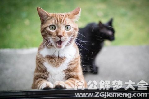 解梦梦见被猫纠缠咬抓，探寻梦境背后的深层含义