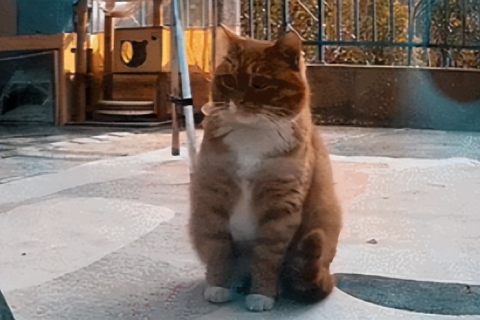我梦到被猫咬，解析梦境背后的深层含义与心理启示