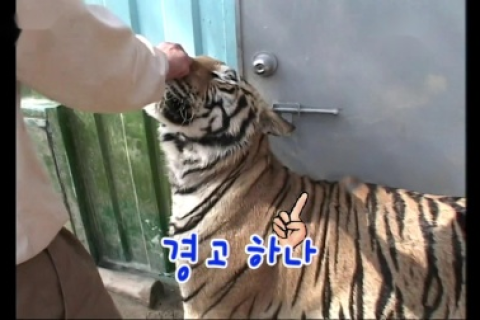 周公解梦，为何会梦到被老虎追着咬？