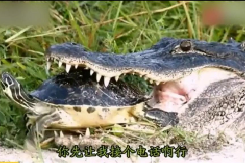 梦见鳄鱼，探索梦境背后的深层含义与心理解析