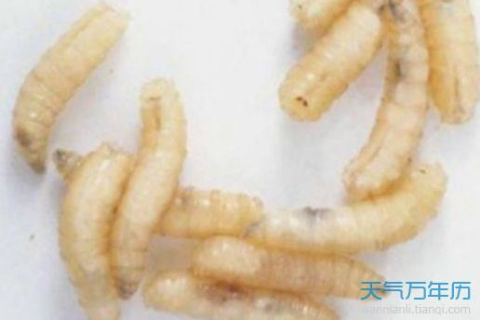 梦见蛆虫，梦境背后的深层含义与心理解析