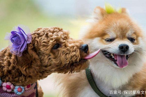 梦境中的忠诚伴侣，解读梦到狗的多重意义