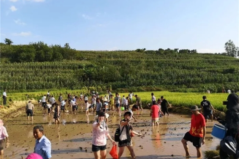 梦境中的丰收预兆，解析梦到买鱼的深层含义