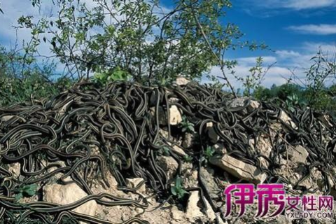 梦见一群蛇在家，解读梦境中的隐秘信息