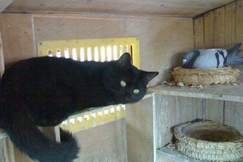 梦见打死猫，解读梦境背后的深层含义