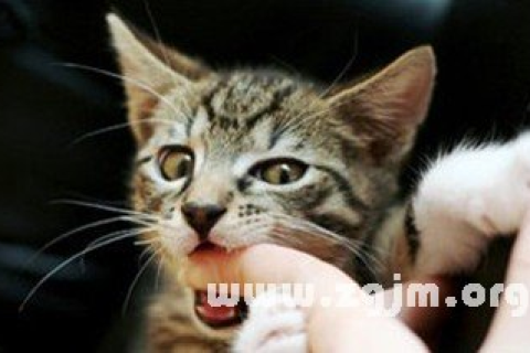 梦见猫攻击自己并打猫，解析梦境背后的深层含义