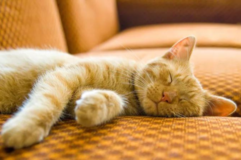 梦见猫把孩子舌头咬下去了，梦境背后的深层解析与心理启示