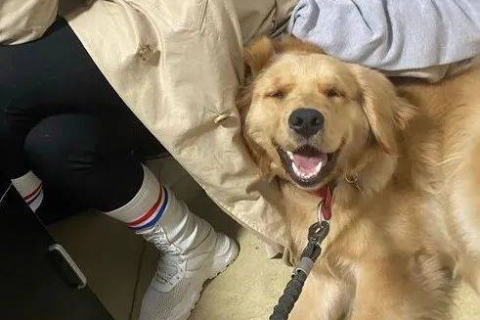 做梦梦到狗了，解读梦境中的忠诚与陪伴