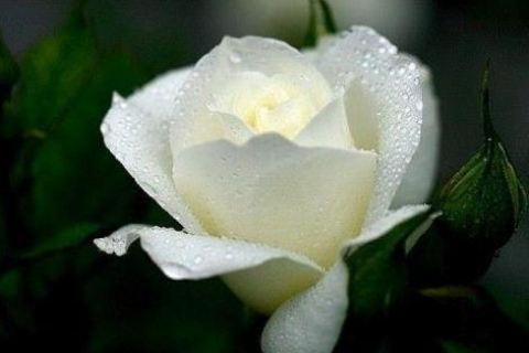 梦境花语，探索晚上梦见有人送花之深层寓意