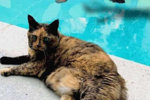 梦见不小心把猫弄死了，潜意识的警示与内心冲突的解析