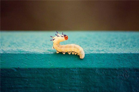 梦见别人满脑袋生虫子自己也有，探索梦境背后的深层含义