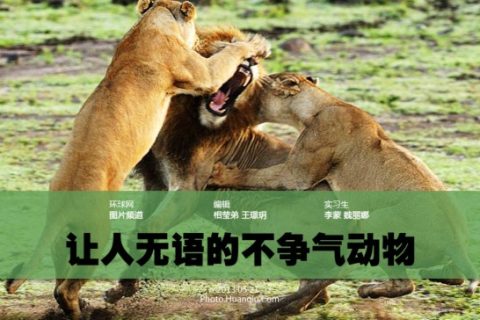 梦见狮子走在别人跟前，探索梦境背后的深层含义与启示