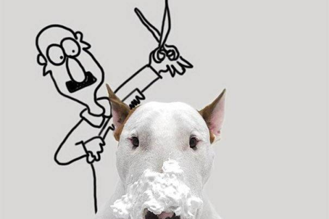 梦境解析，梦见家犬诞下十子，寓意何在？