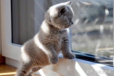 梦见抓猫，梦境背后的深层含义与心理解析