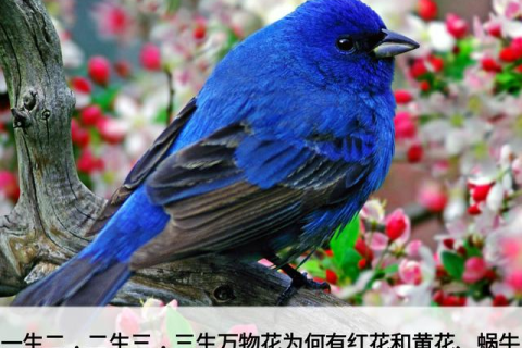 梦见7个小鸟有一个熟的，探索梦境背后的深层含义