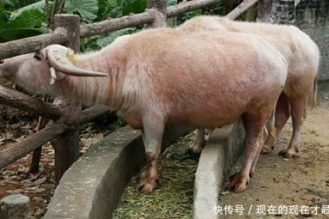 梦见白棺材横放在路上，预兆与心灵深处的解读