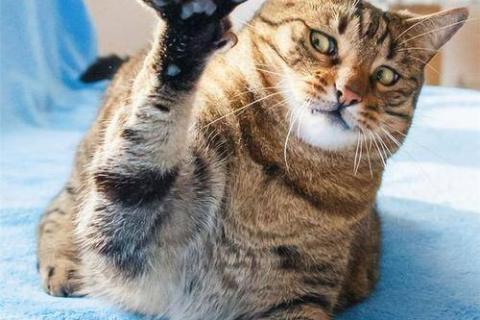 梦见半夜打猫，探索梦境背后的深层含义与心理解析
