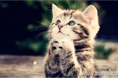 周公解梦查询，我梦见猫，寓意何在？
